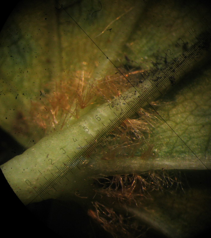 Image of Tilia nasczokinii specimen.