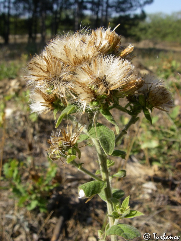 Image of Inula conyza specimen.