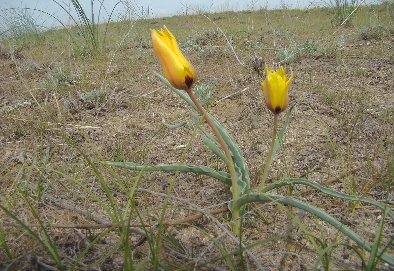 Image of Tulipa lehmanniana specimen.