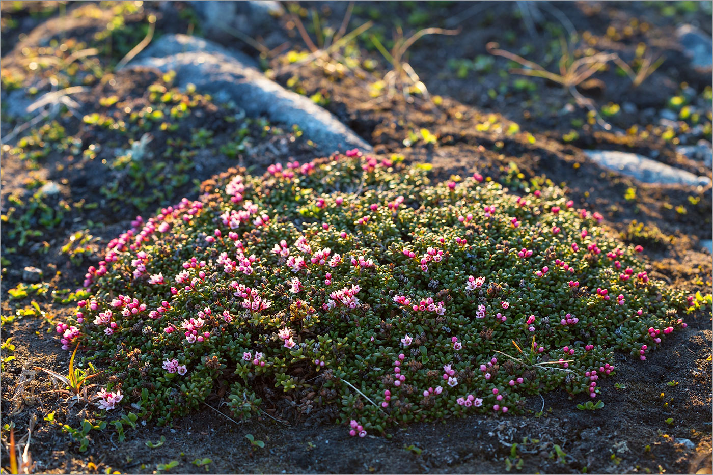 Image of Loiseleuria procumbens specimen.