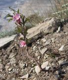 Amygdalus nana. Цветущее растение (позднее цветение). Краснодарский край, м/о г. Новороссийск, хр. Маркотх, гора Сахарная Голова. 04.10.2014.