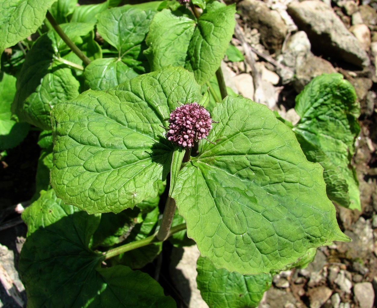 Image of Valeriana alliariifolia specimen.