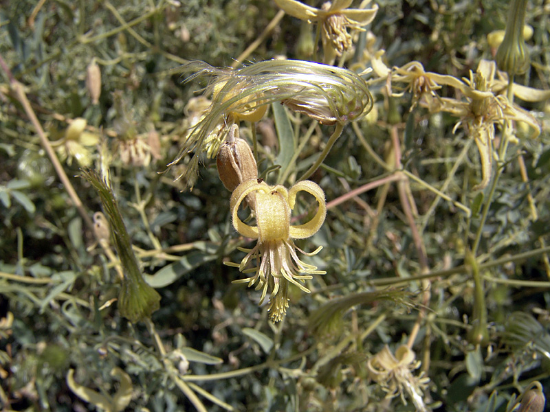 Image of Clematis orientalis specimen.