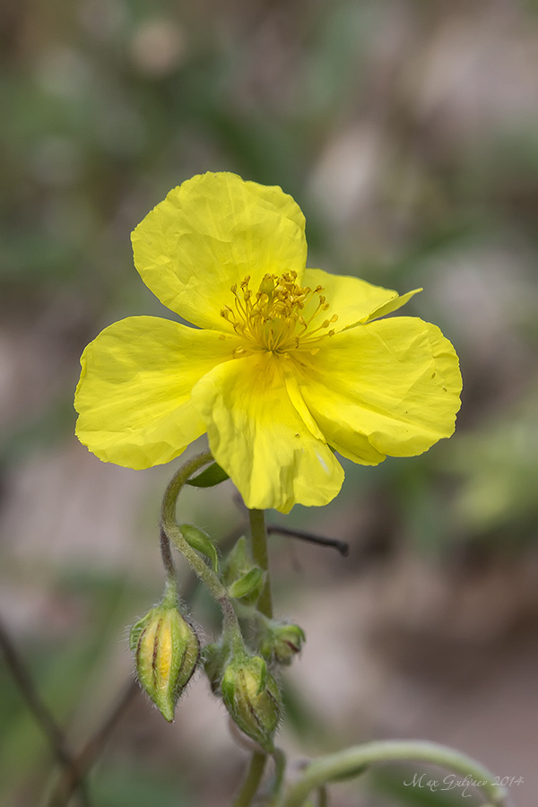 Image of genus Helianthemum specimen.