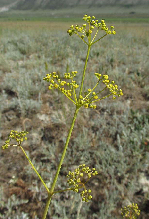 Image of Ferula caspica specimen.