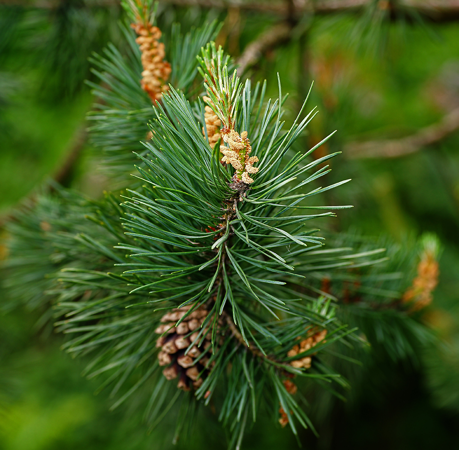 Image of Pinus sylvestris specimen.