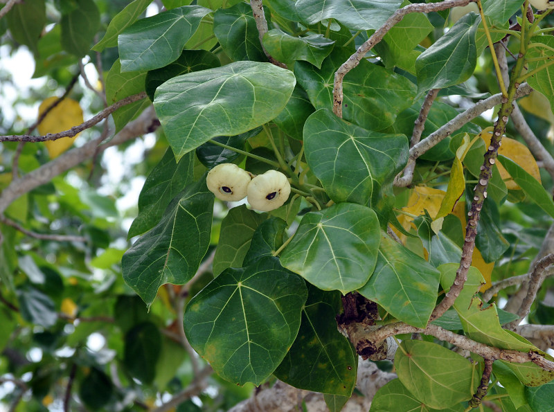 Image of Hernandia nymphaeifolia specimen.