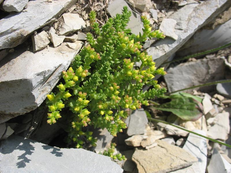 Image of Sedum acre specimen.