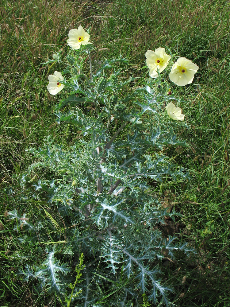 Image of Argemone ochroleuca specimen.