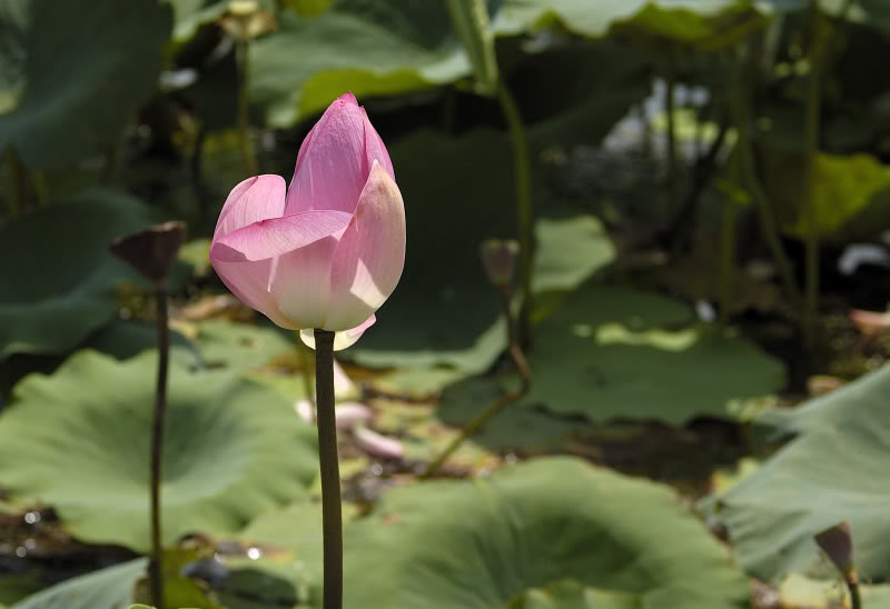 Изображение особи Nelumbo nucifera.