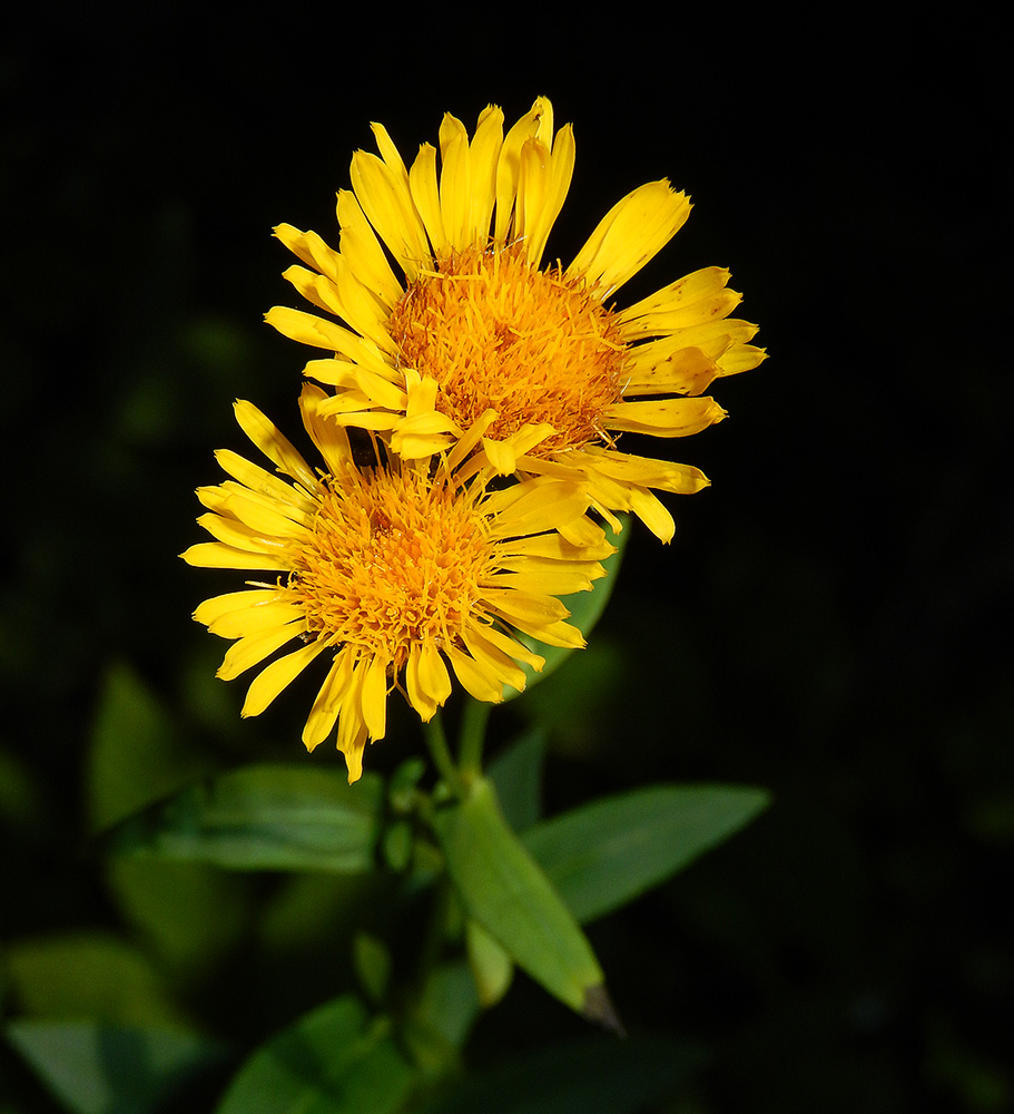 Image of Inula salicina specimen.