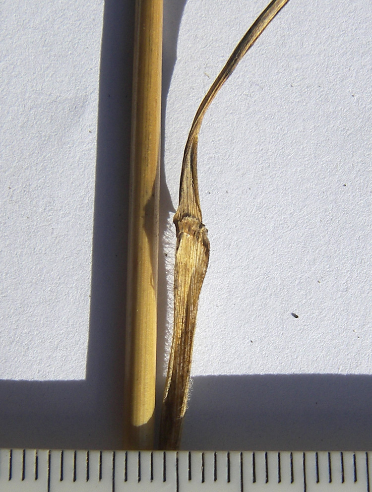 Image of Phleum montanum specimen.