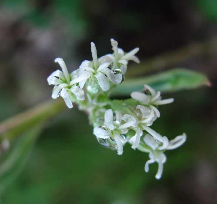 Изображение особи Silene polaris.