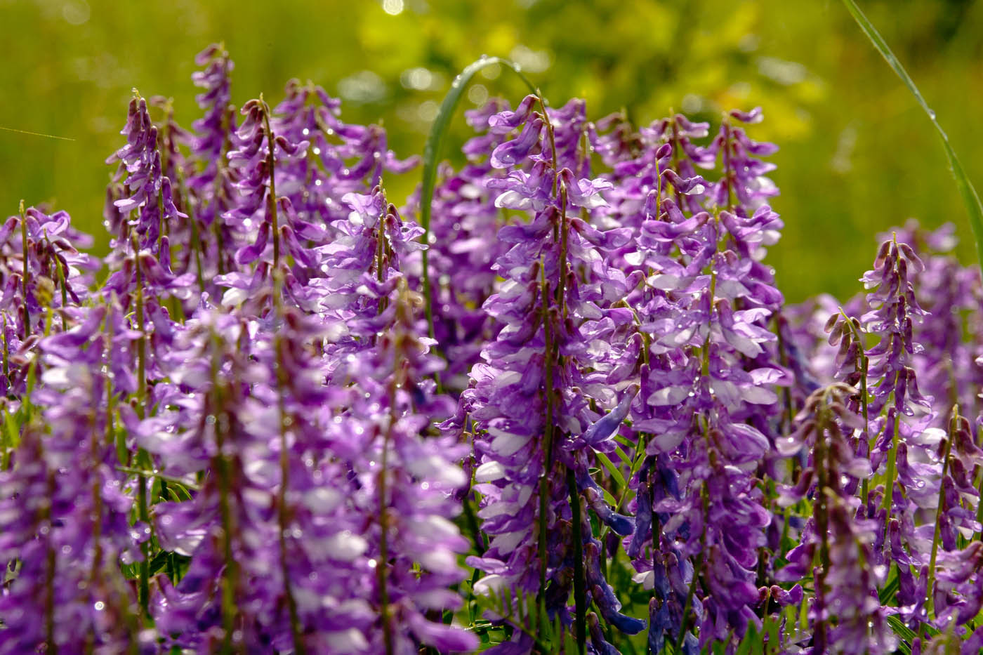 Image of Vicia tenuifolia specimen.