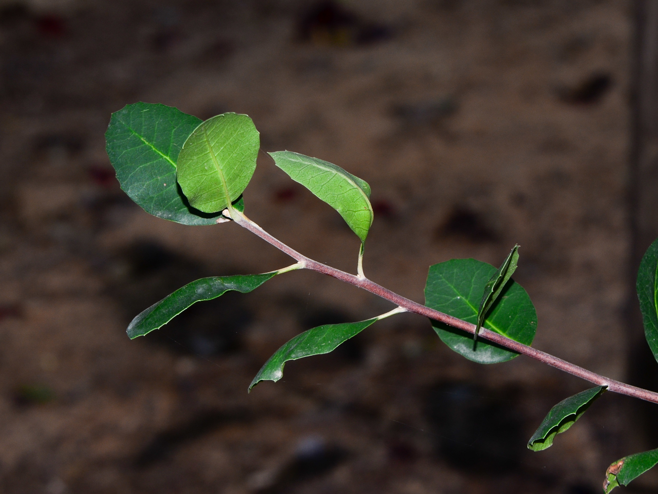 Image of Rhus integrifolia specimen.