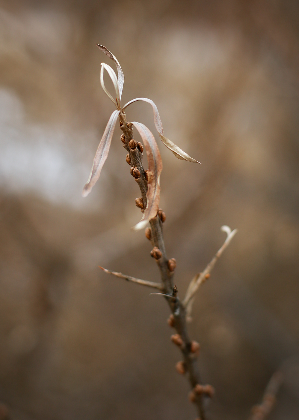 Изображение особи Hippophae rhamnoides.