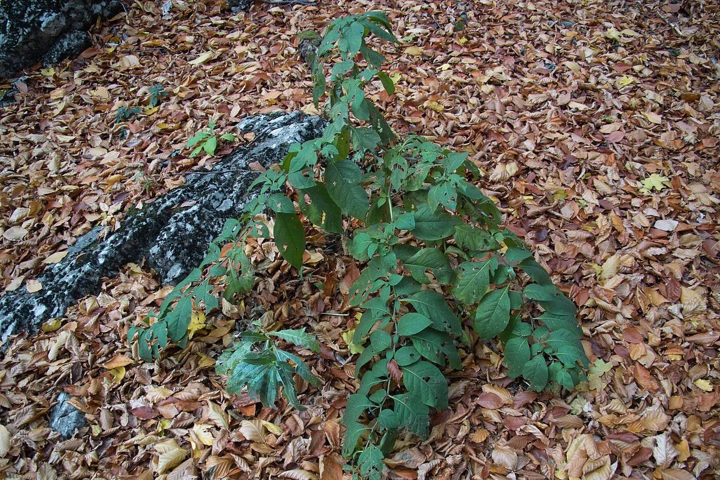 Image of Atropa bella-donna specimen.