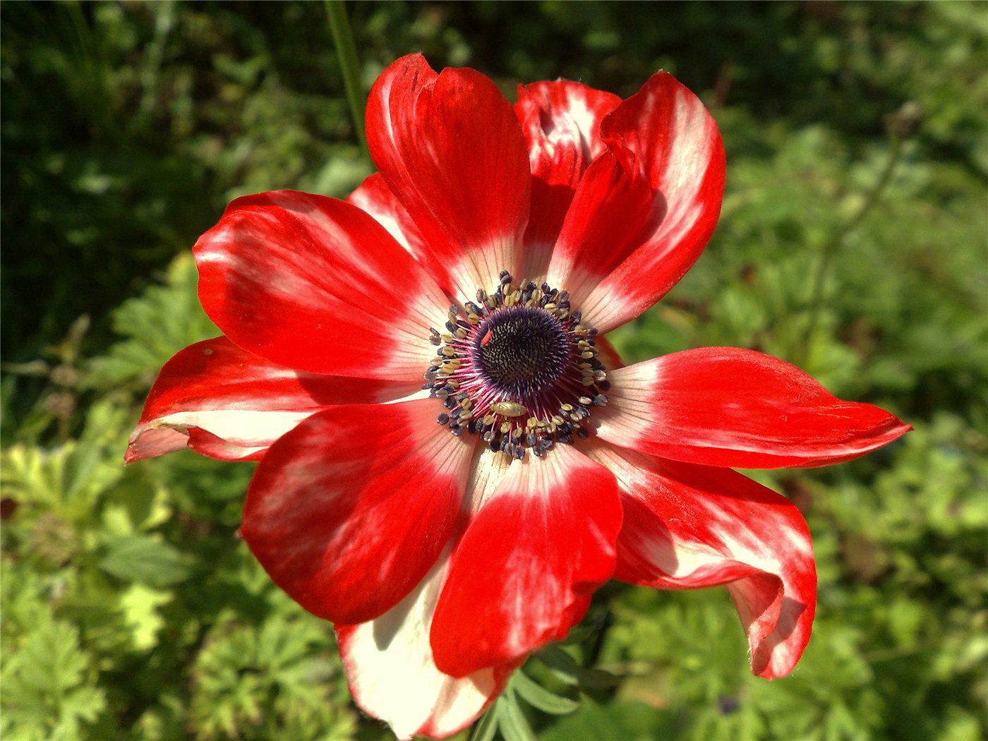 Изображение особи Anemone coronaria.