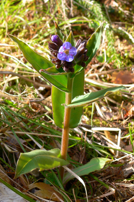 Image of Pulmonaria mollis specimen.