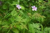 Geranium robertianum. Верхушка цветущего растения. Республика Адыгея, г. Майкоп, южная окраина города, опушка дубово-грабово-букового леса. 14.05.2016.