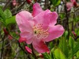 Rhododendron schlippenbachii. Цветок. Приморье, Хасанский р-н, п-в Гамова, лес. 09.05.2016.