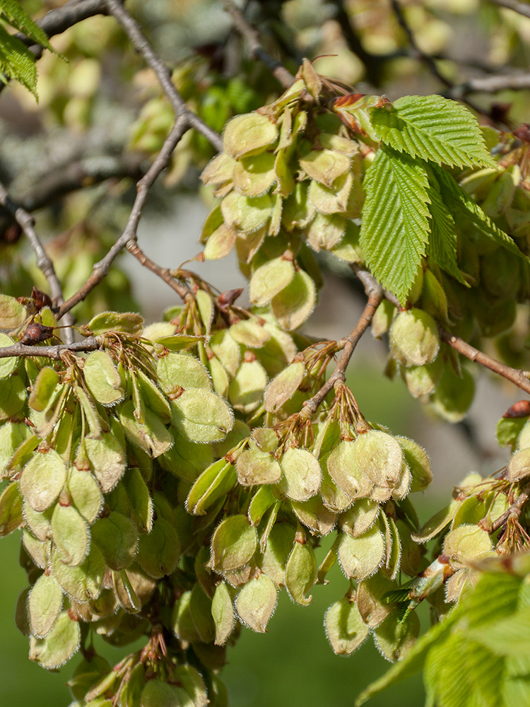 Image of Ulmus laevis specimen.