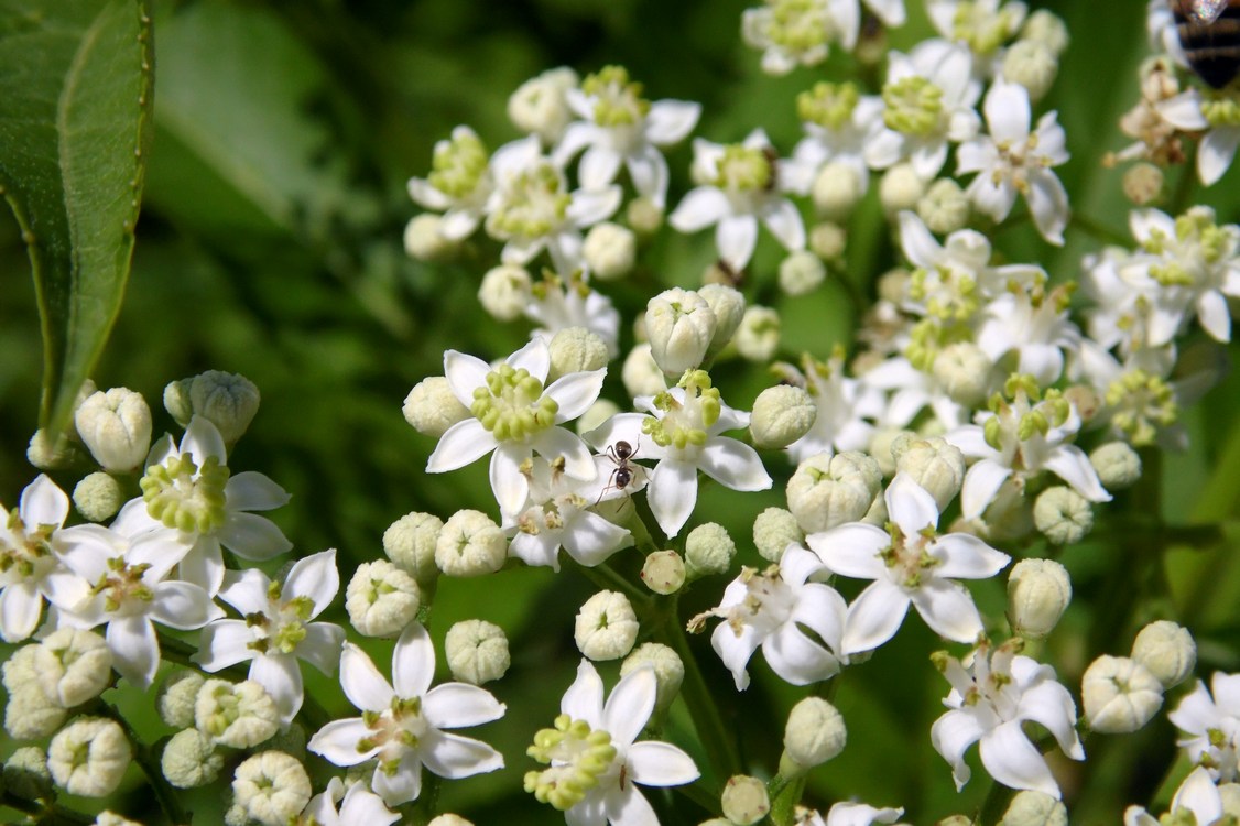 Image of Sambucus ebulus specimen.