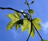 Humulus lupulus. Молодые листья. Московская обл., Раменский р-н, окр. дер. Хрипань, садовый участок. 19.06.2016.