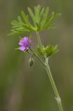 Geranium dissectum