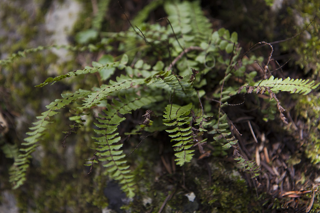 Изображение особи Asplenium trichomanes.