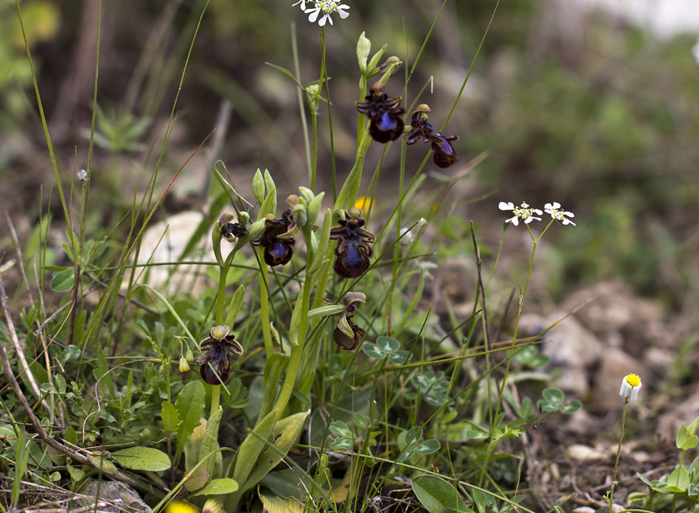 Image of Ophrys speculum specimen.