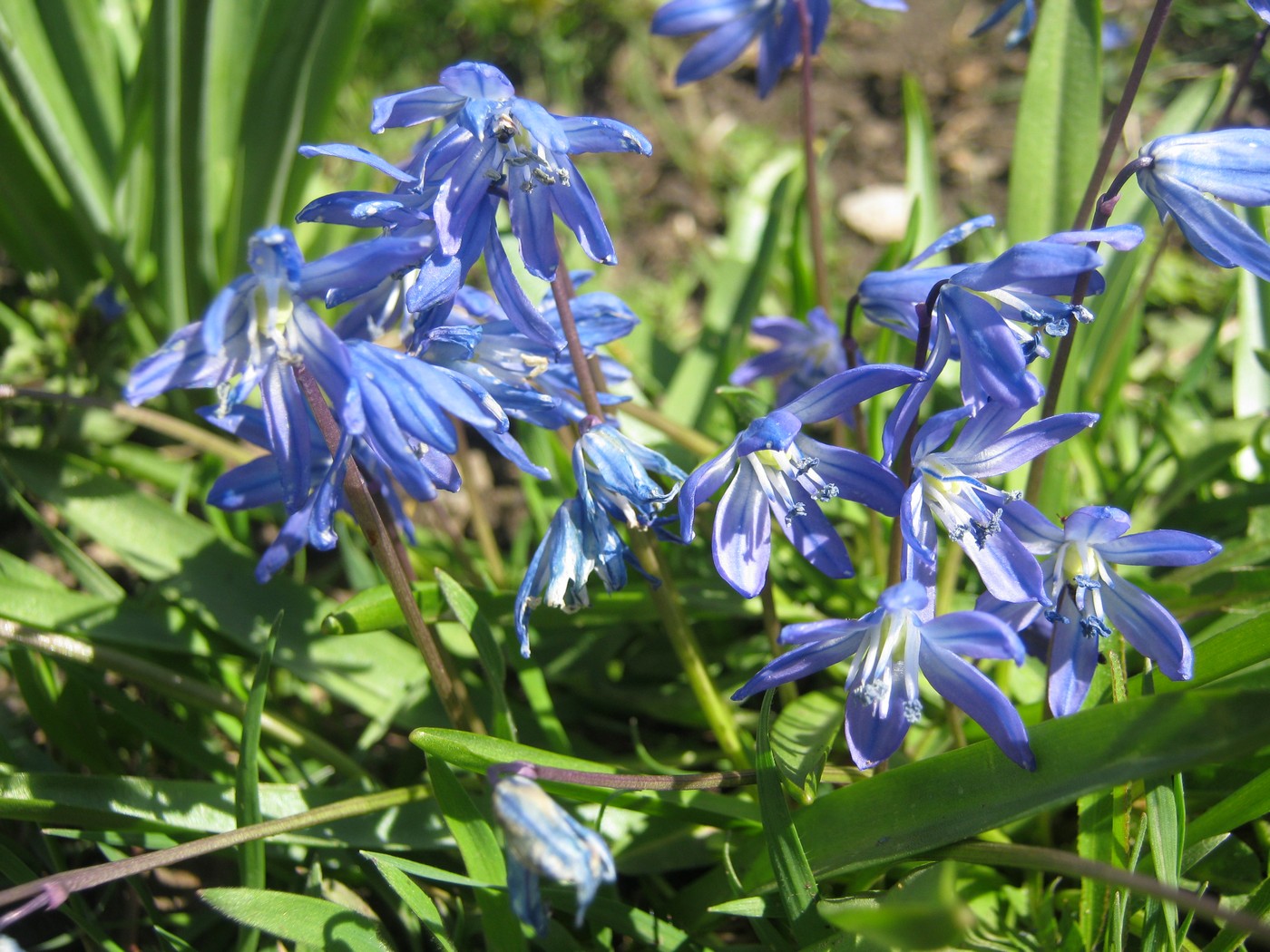 Image of Scilla siberica specimen.