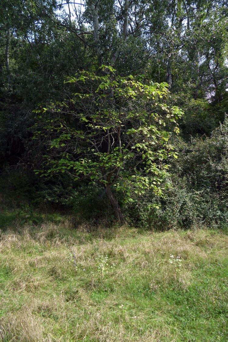 Image of Catalpa bignonioides specimen.