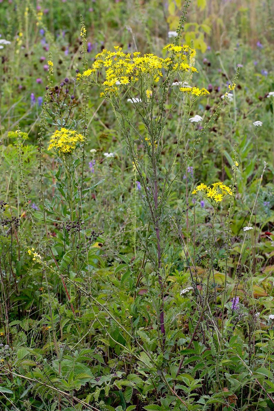 Изображение особи Senecio jacobaea.