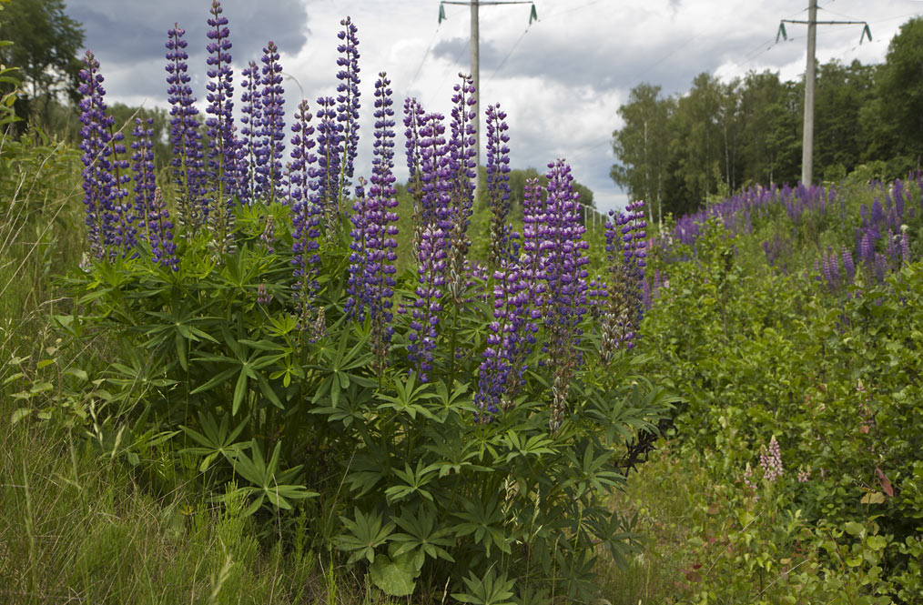 Image of Lupinus &times; regalis specimen.