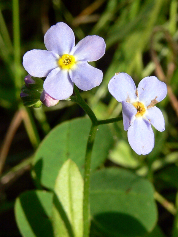 Изображение особи Myosotis palustris.