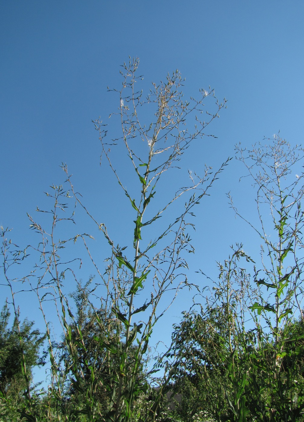 Image of Lactuca serriola specimen.