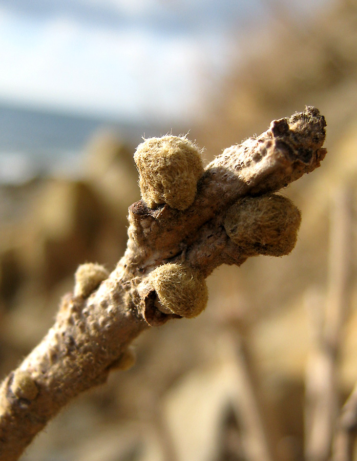 Image of Rhus coriaria specimen.