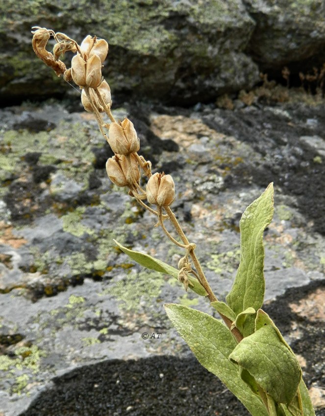 Изображение особи Digitalis thapsi.