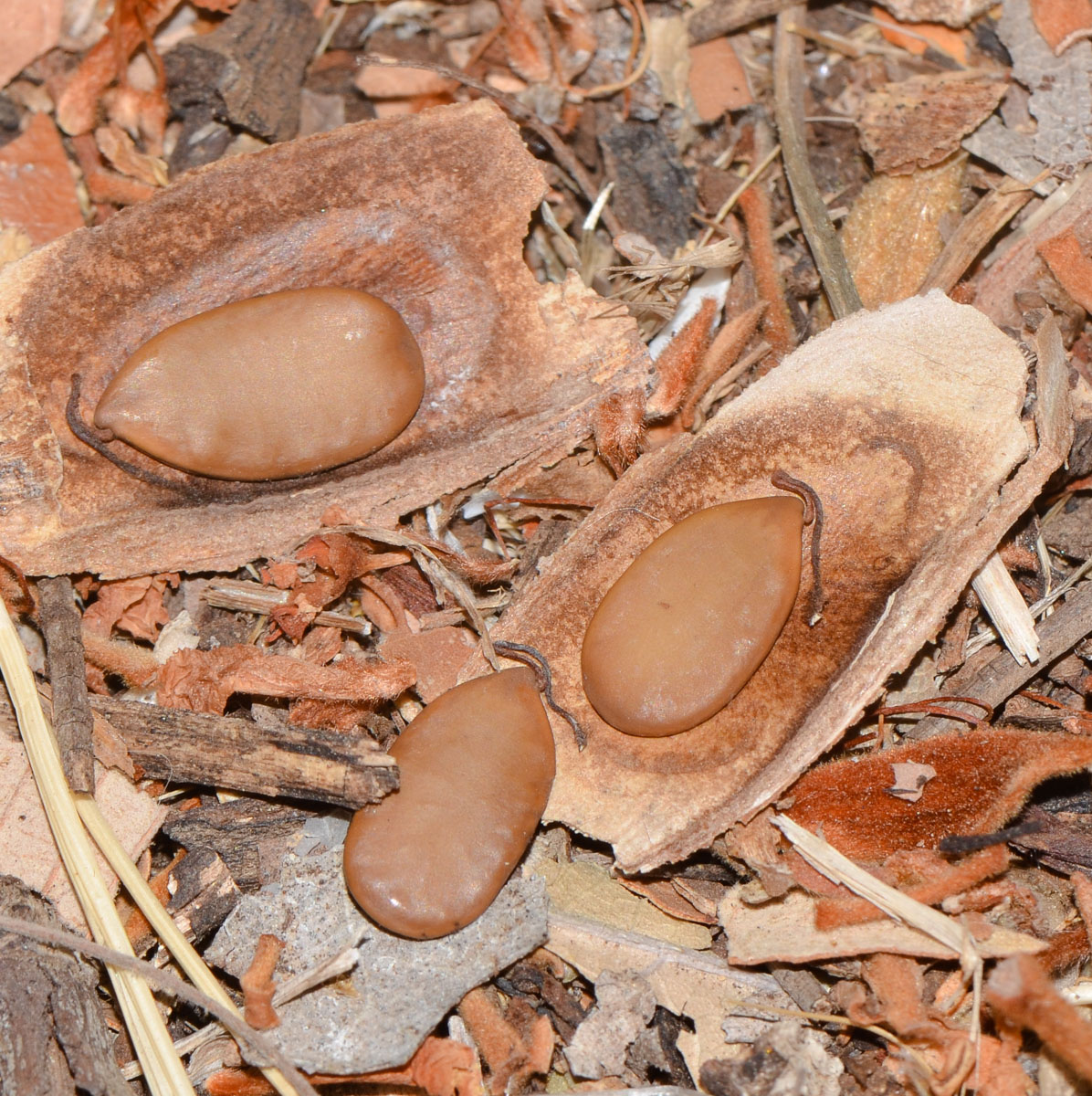 Изображение особи Peltophorum africanum.