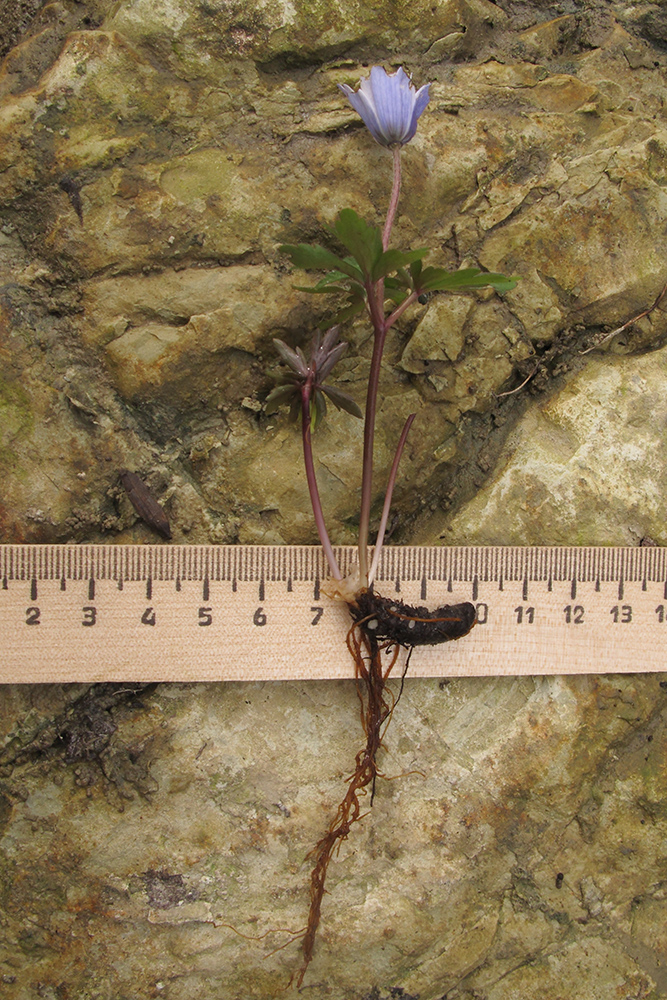 Image of Anemone banketovii specimen.