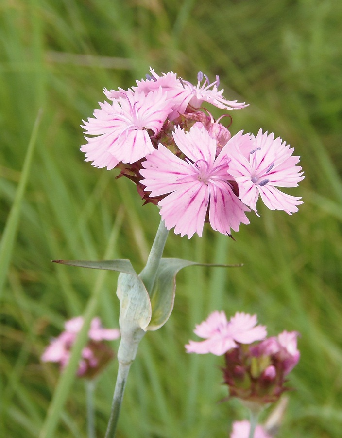 Изображение особи Dianthus andrzejowskianus.