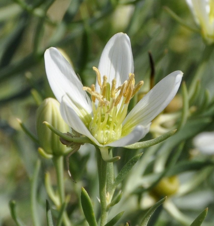 Image of Peganum harmala specimen.