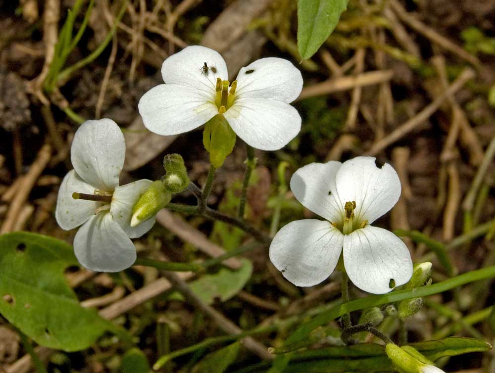 Image of Arabis caucasica specimen.