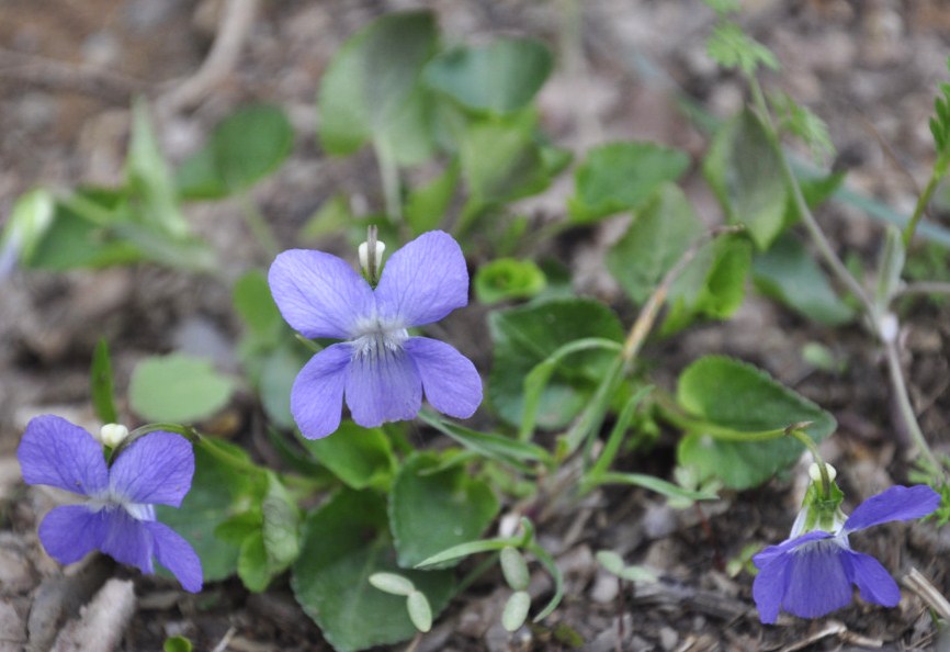 Изображение особи род Viola.