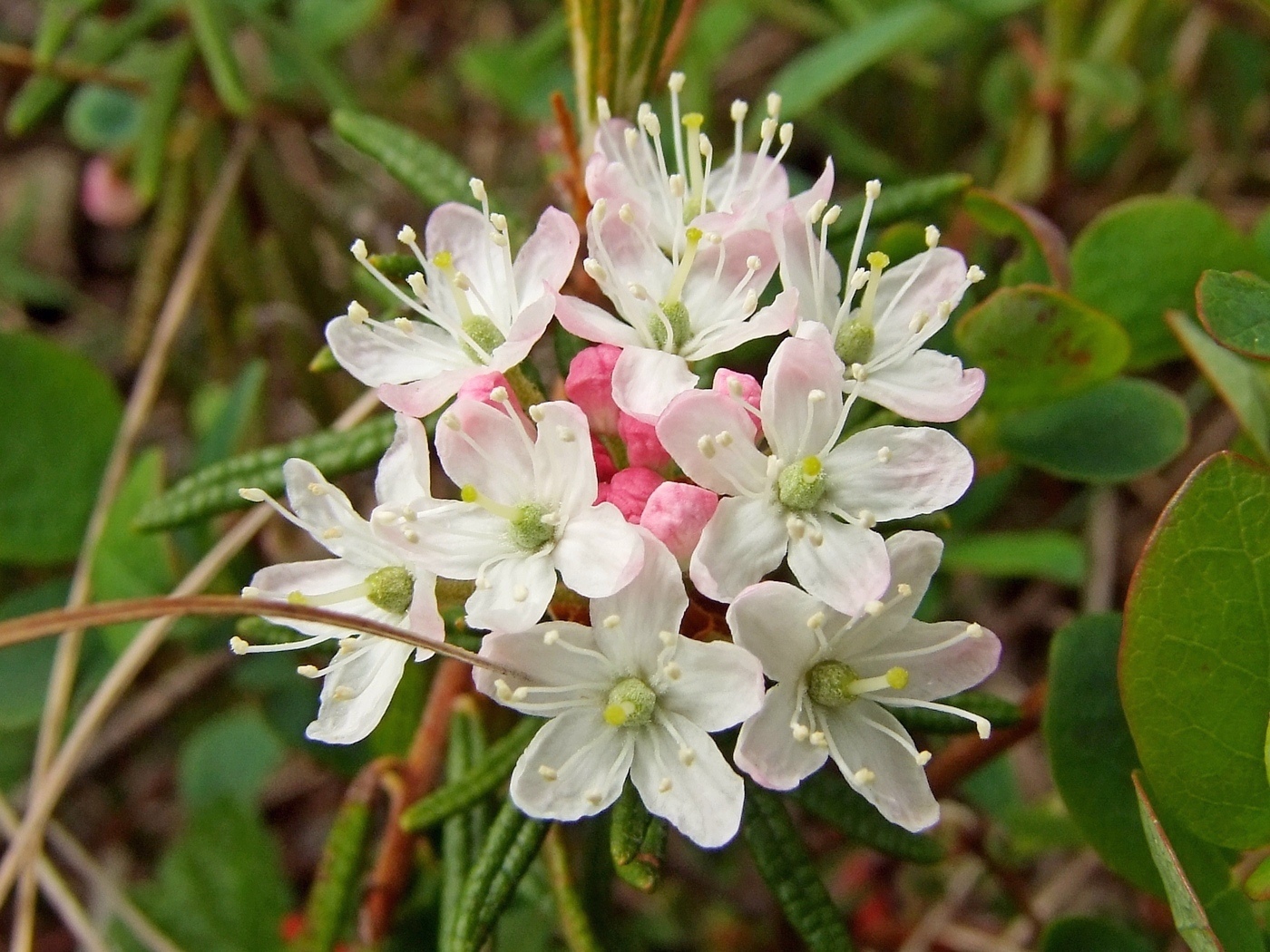 Image of Ledum decumbens specimen.