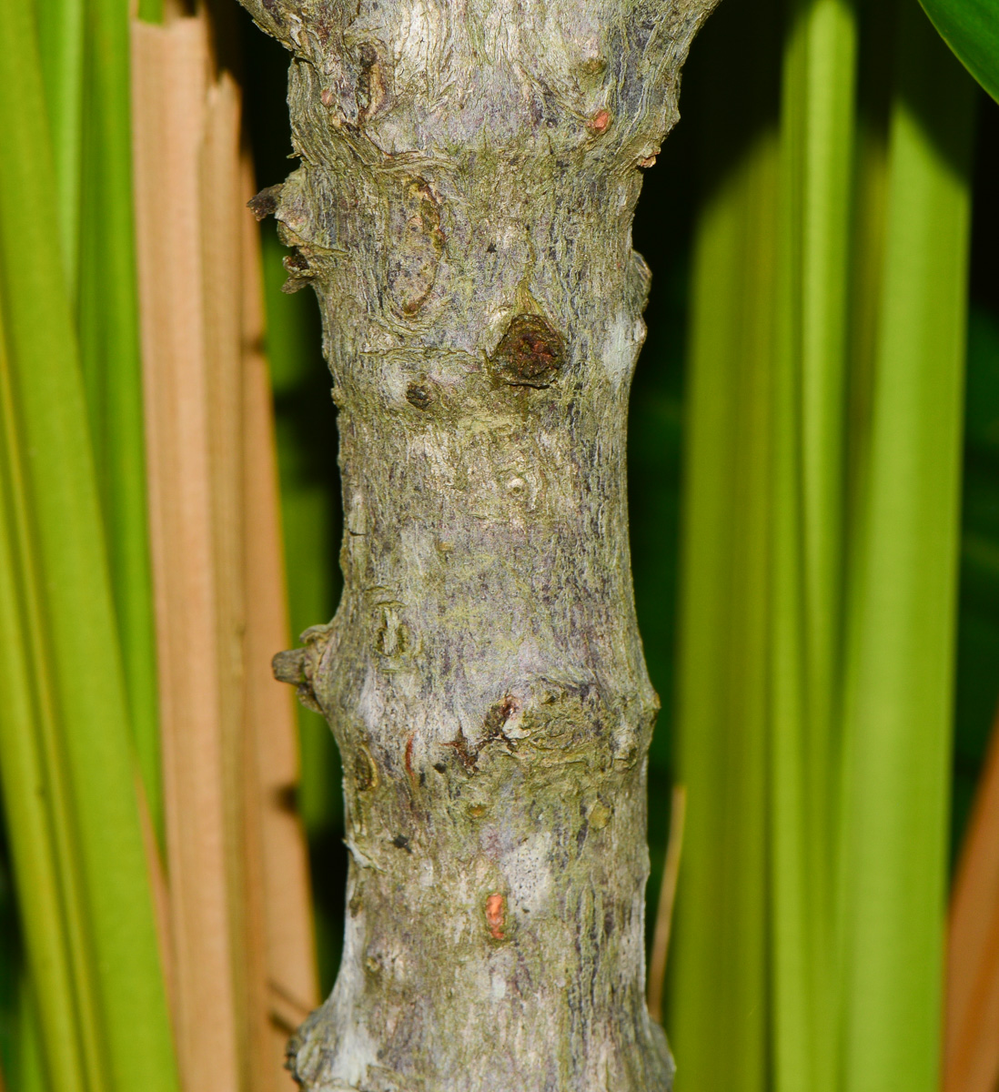 Image of Rhizophora apiculata specimen.