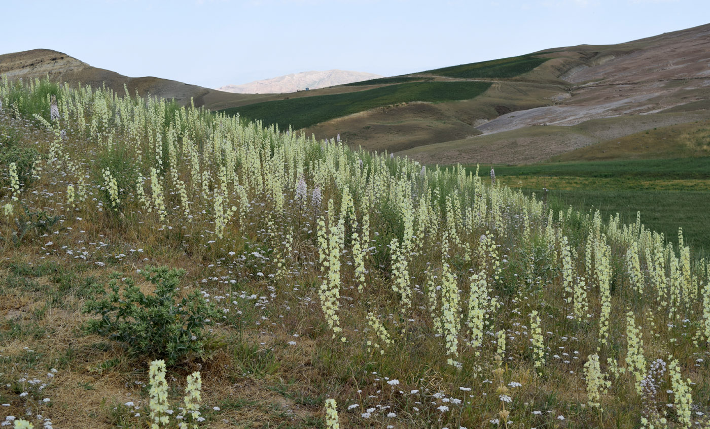 Image of Delphinium semibarbatum specimen.