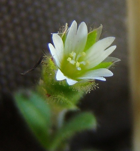 Изображение особи Cerastium glutinosum.