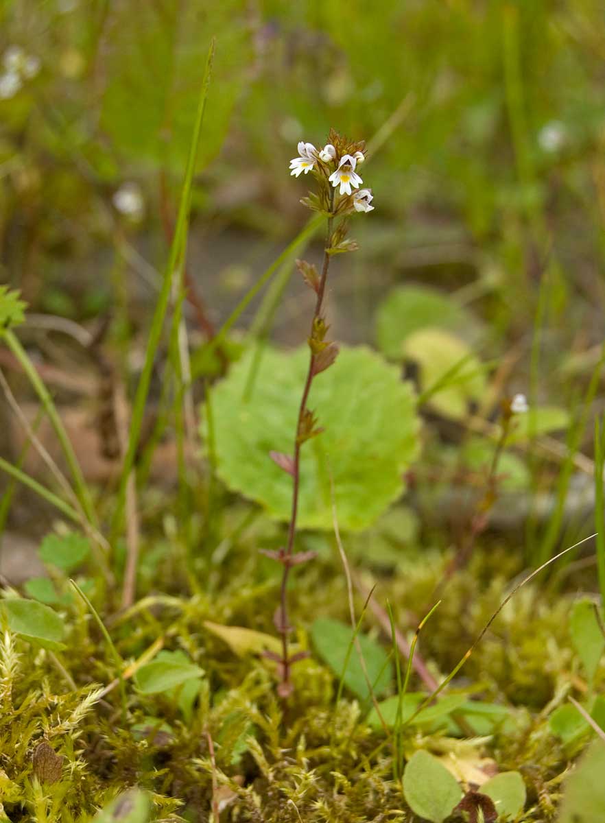 Изображение особи род Euphrasia.